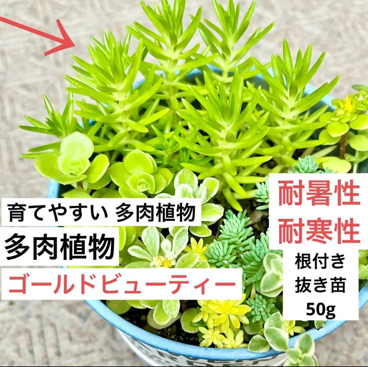 セダム 抜き苗 - 植物