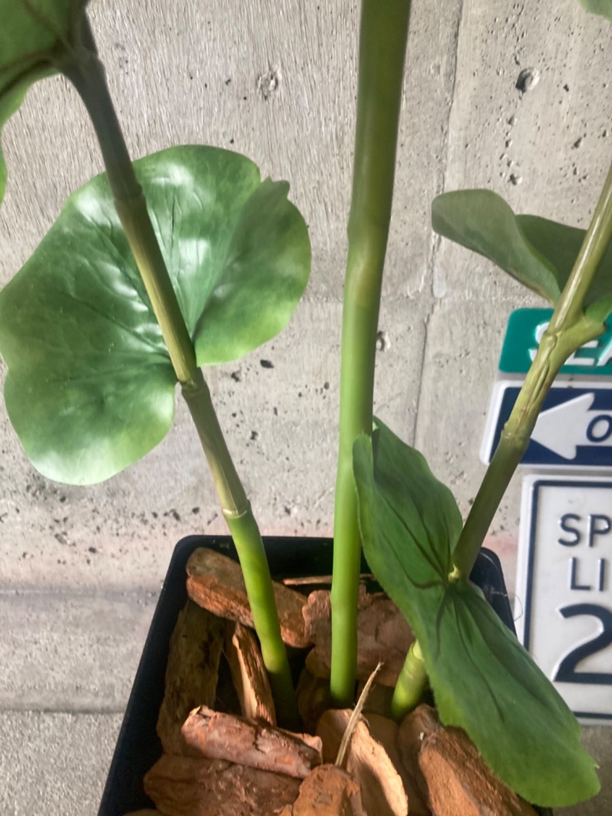 光触媒 人工観葉植物 ウォールグリーン フェイク シーグレープ132