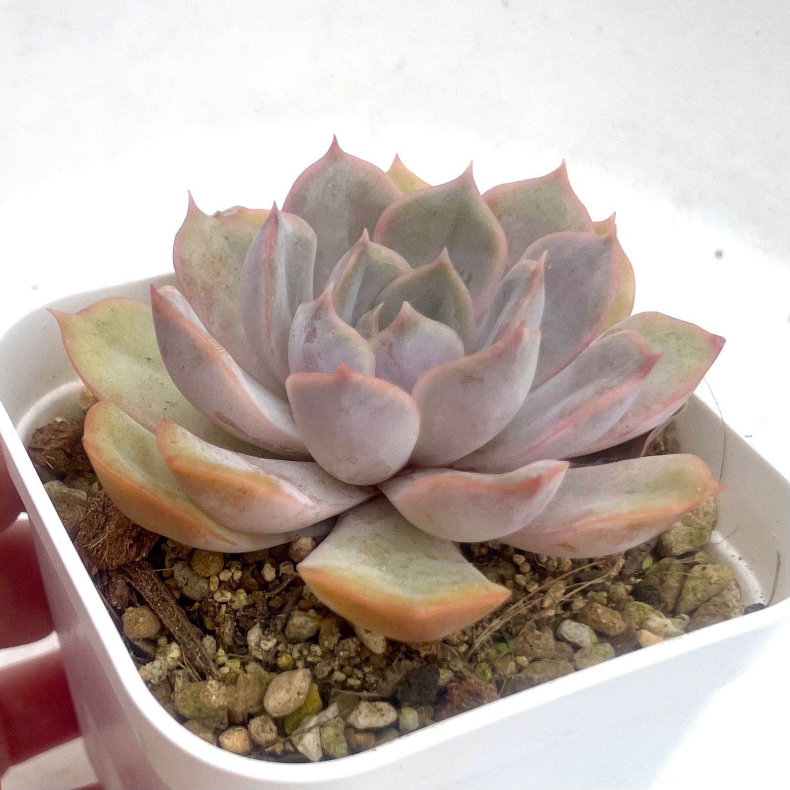 ハリソン 多肉植物 抜き苗 エケベリア - メルカリ