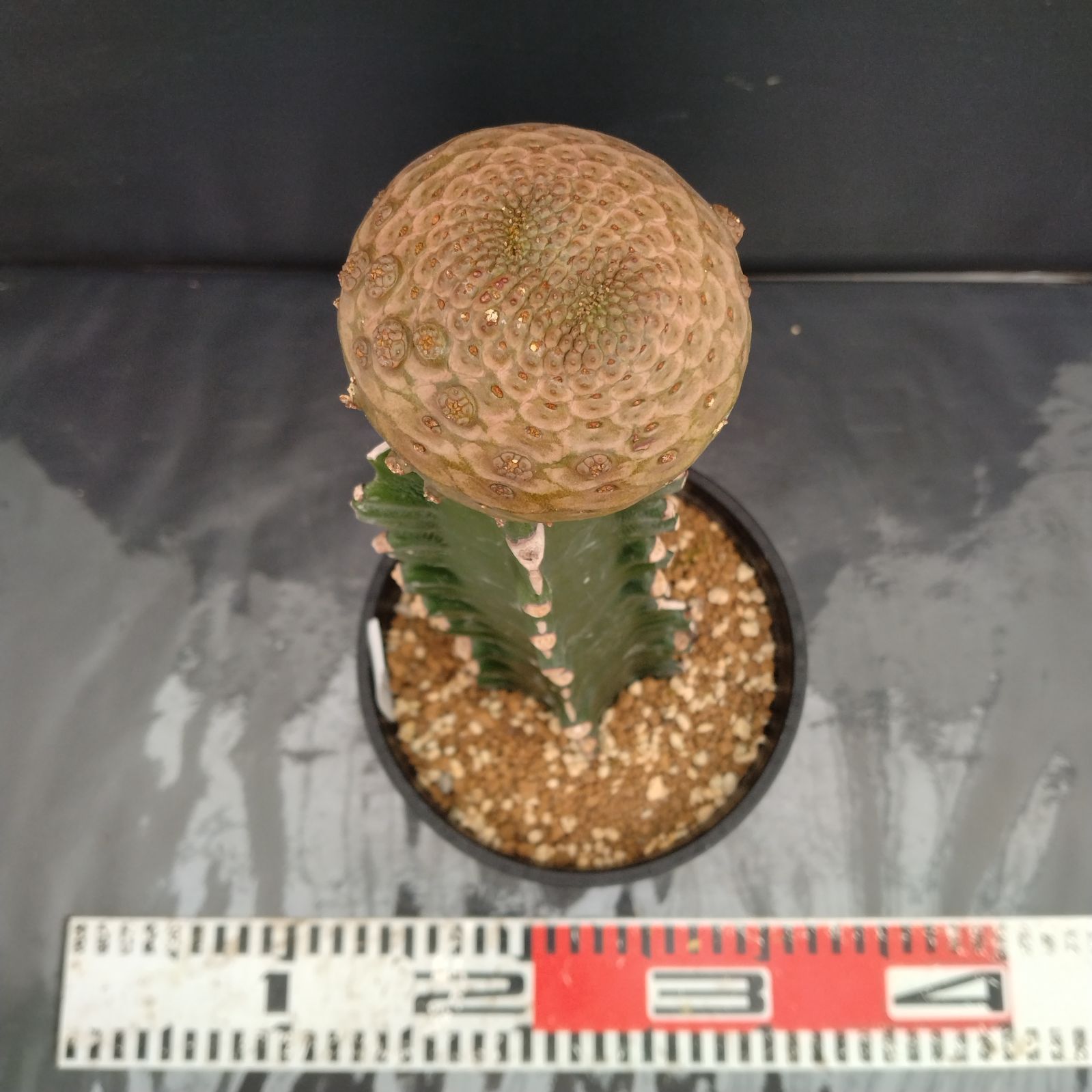 ユーフォルビア ツルビニフォルミス③ サボテン 多肉植物 コーデックス 希少 ユーフォルビア ツルビニフォルミス 多肉植物 希少 サボテン