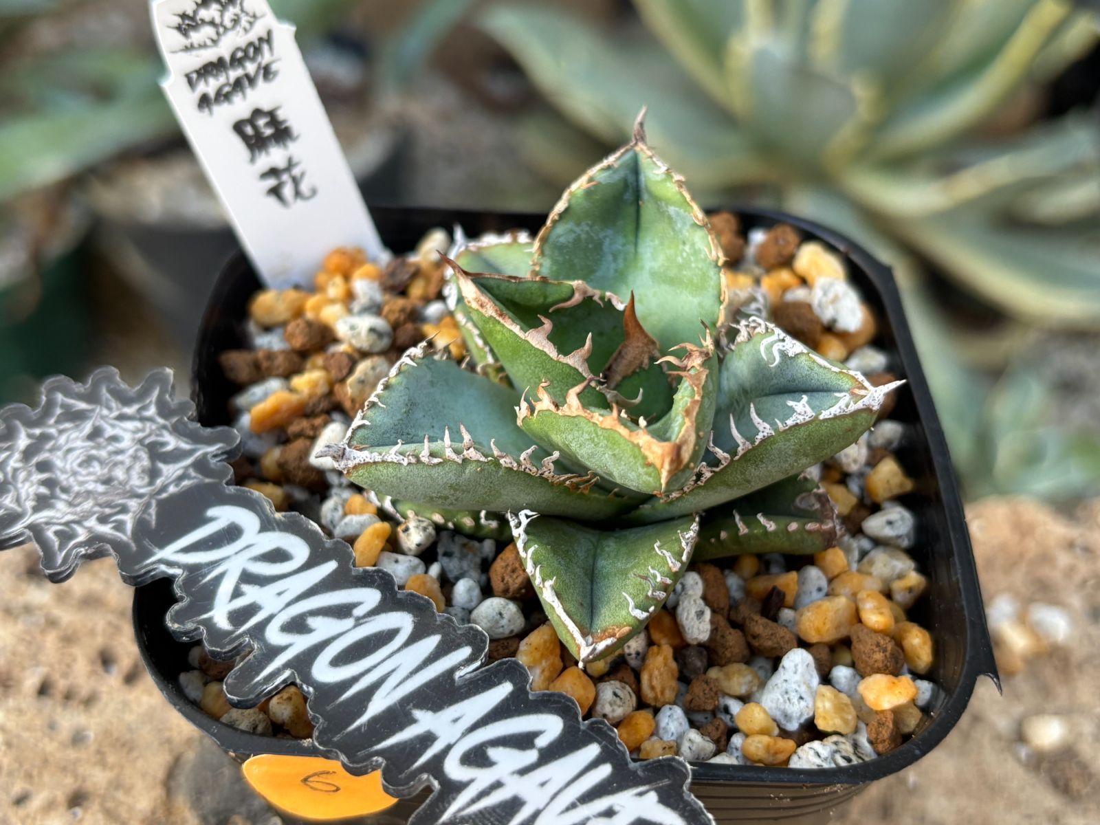 20-1 レア株 『豆豆龍』アガベ チタノタ Agave Titanota