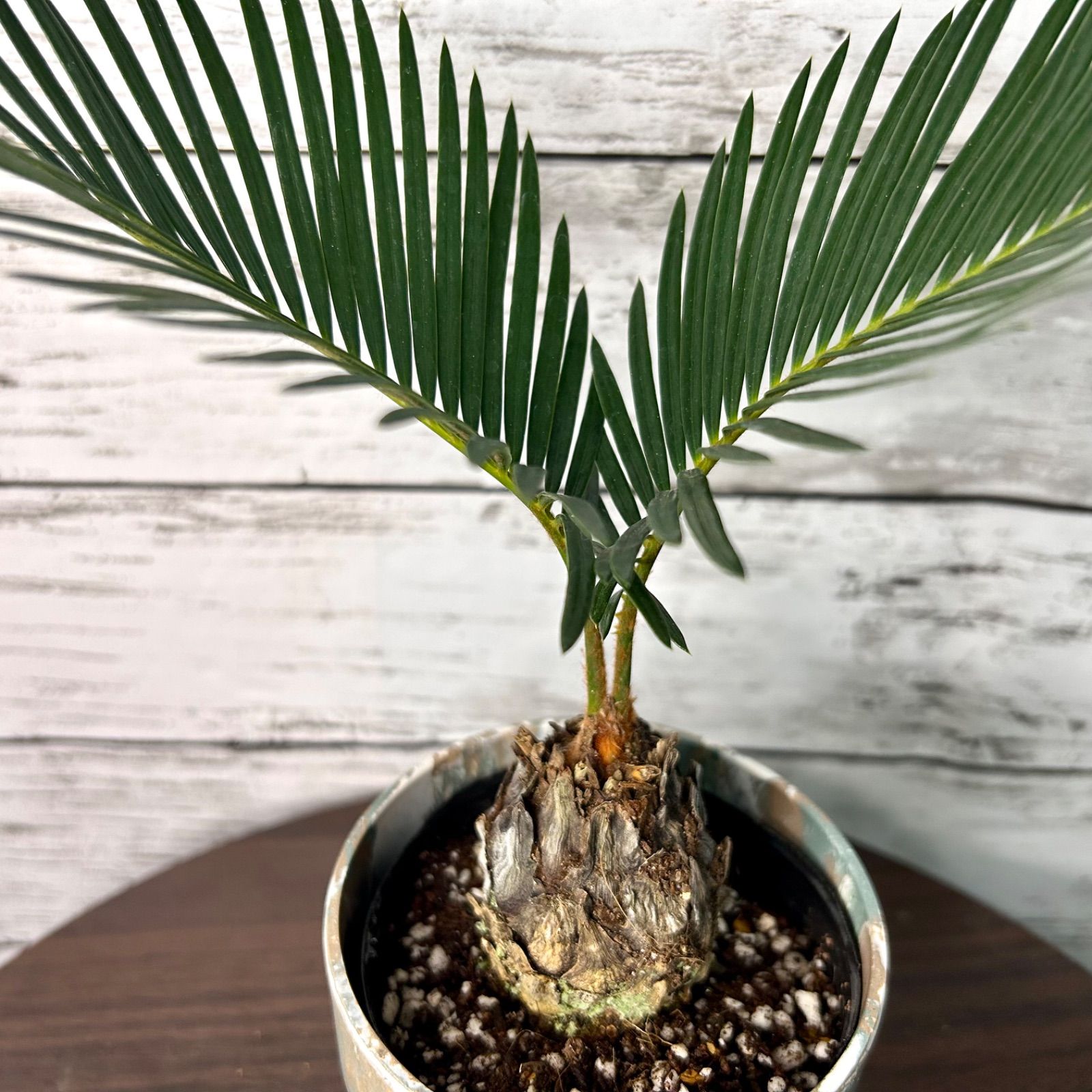 ミニソテツ 3号 ミニ観葉 テーブル観葉 観葉植物 S20601 - メルカリ