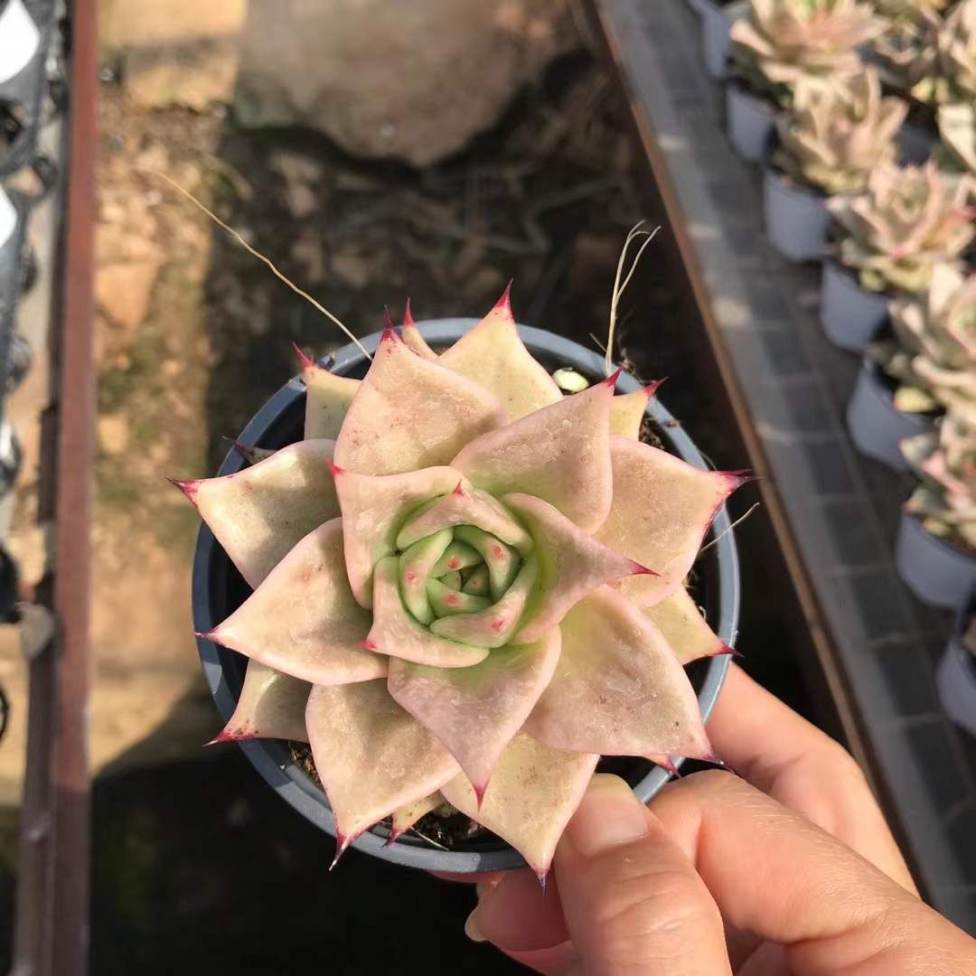 SKL1218×36 ホシホシニシキ 抜き苗 多肉植物 アエオニウム エケベリア 韓国苗