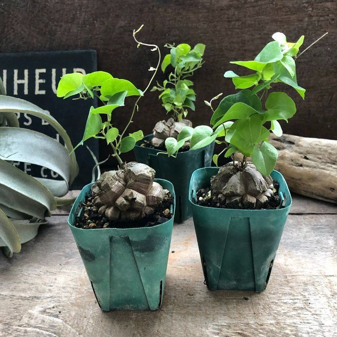 ポットごと 亀甲竜♡特A品♡希少♡ハート型の葉っぱ♡塊根植物