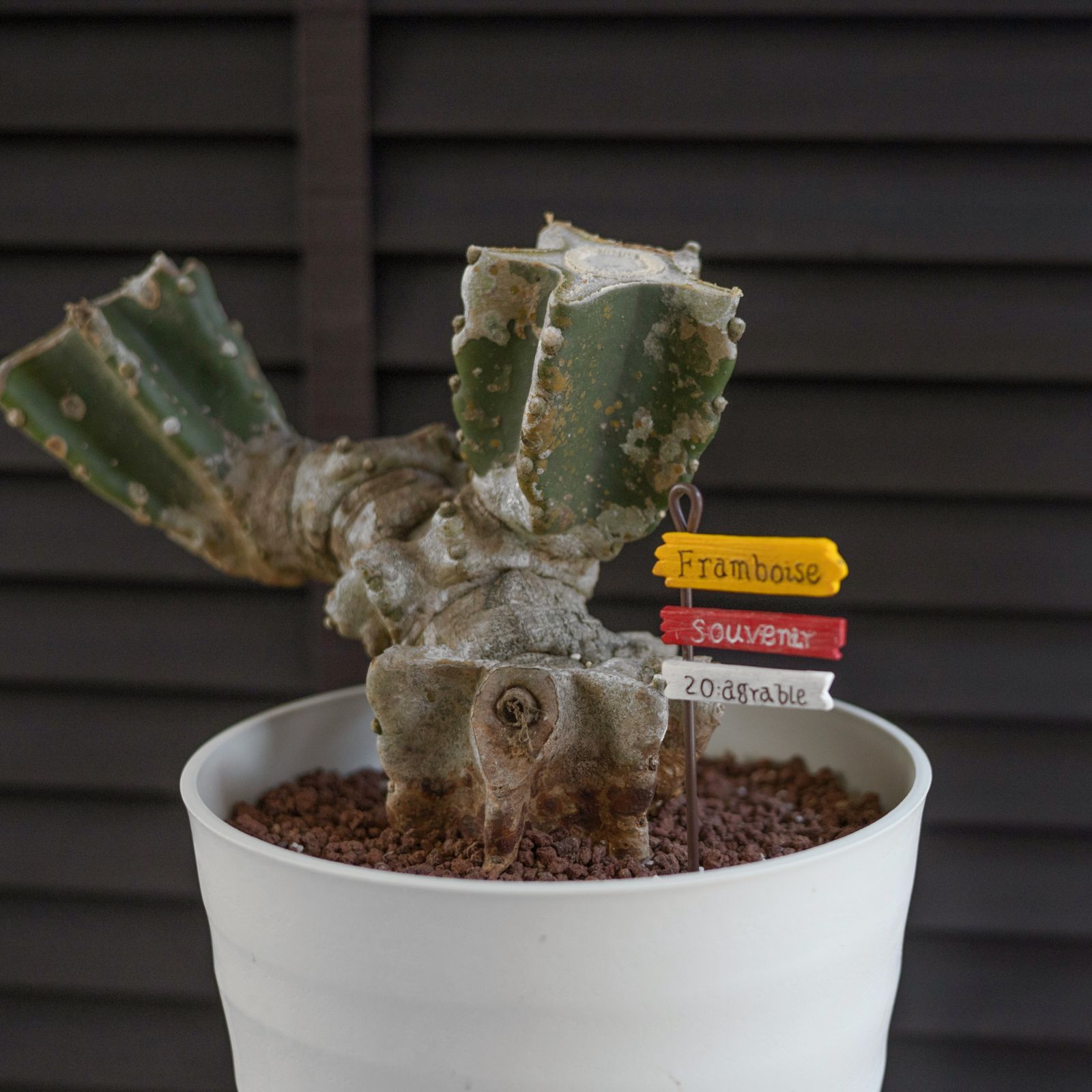 柱サボテン ブランチ 鬼面角 7号 Branch 石化サボテン 観葉植物