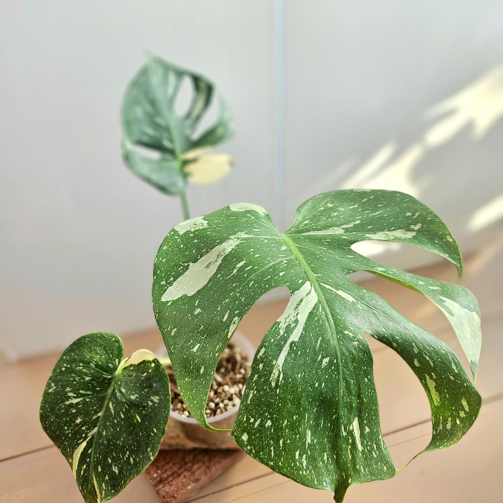 モンステラ デリシオーサ GOG抹茶斑入り 親サイズ株 モンステラ