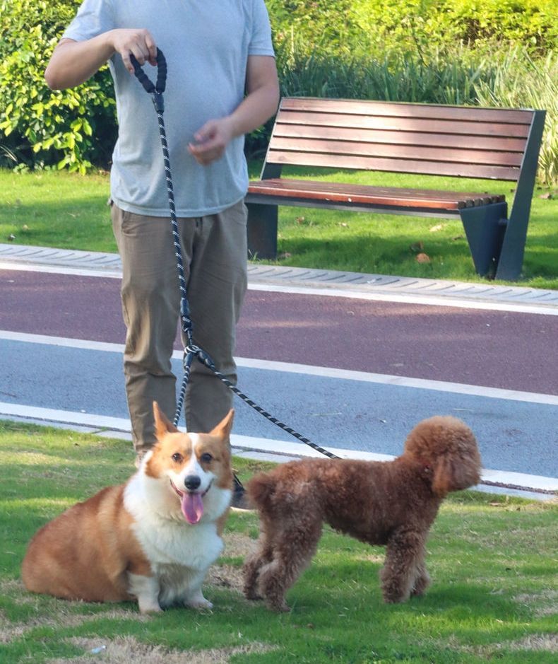 犬リード 2頭引きリード 犬用リード ロングリード ダブルリード 多頭飼い 小型犬 中型犬 2匹 絡まない 電話しながら散歩