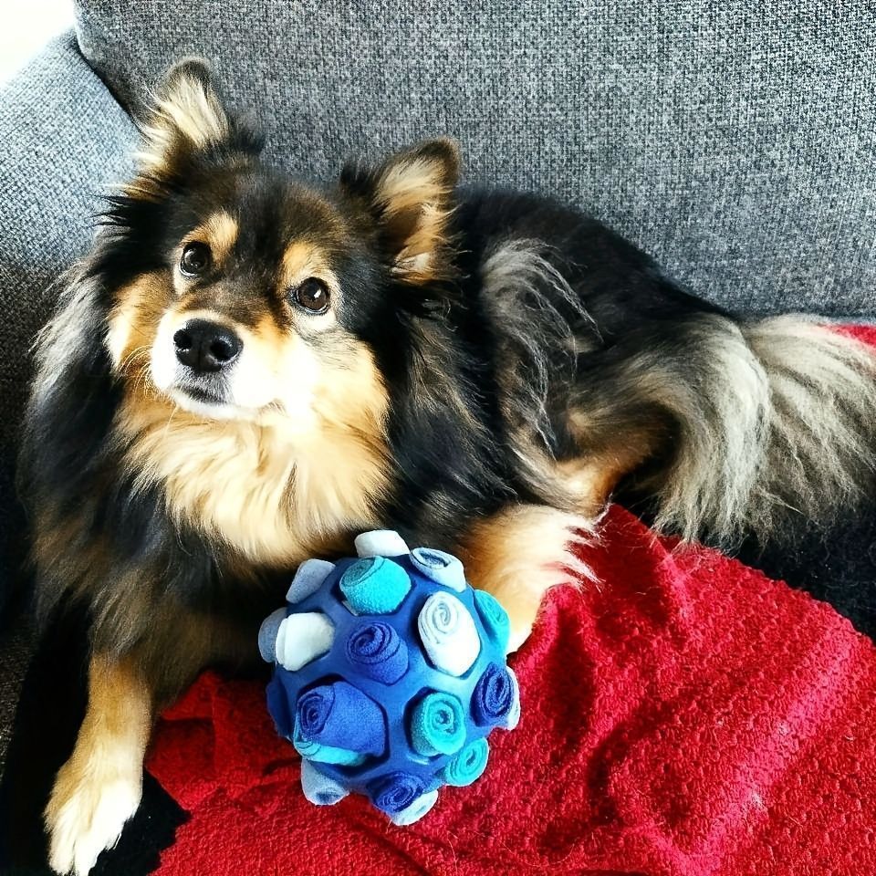 ペット用インタラクティブおもちゃ 歯磨き