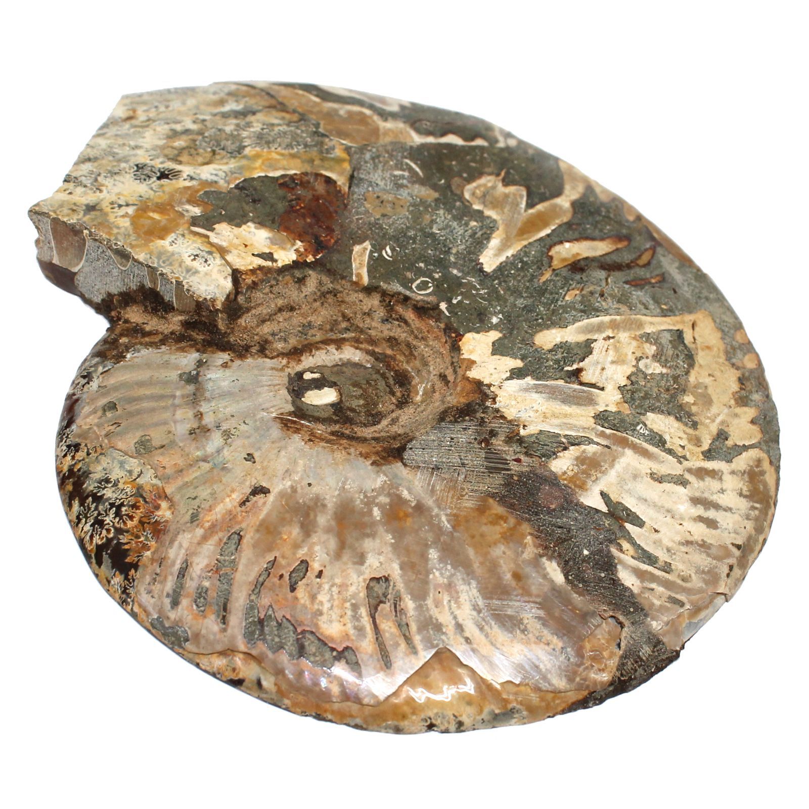 マダガスカル産 スライスアンモナイト 化石 縫合線模様 遊色あり 最