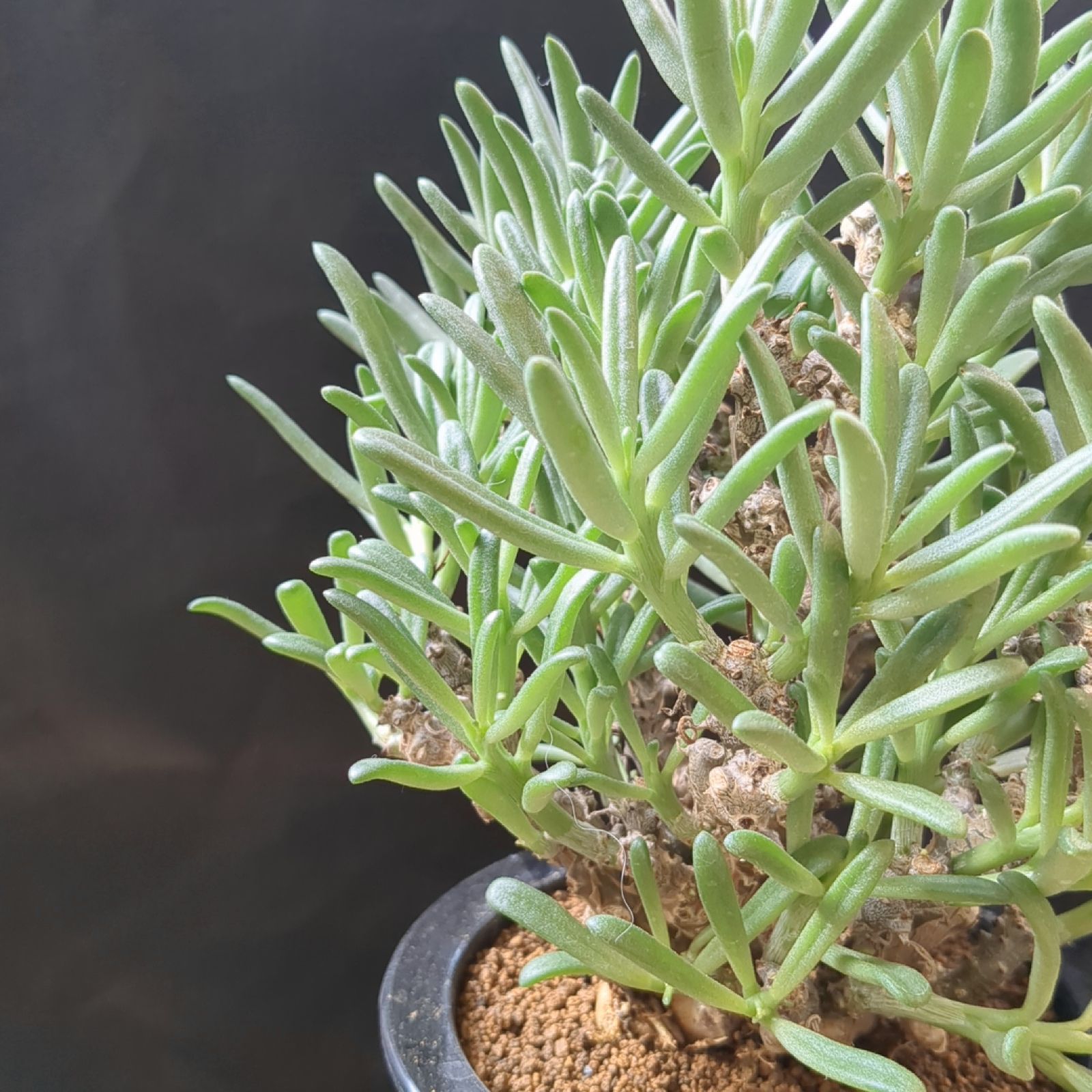 チレコドン ストリアツス【現品】鉢のまま発送 B - メルカリ