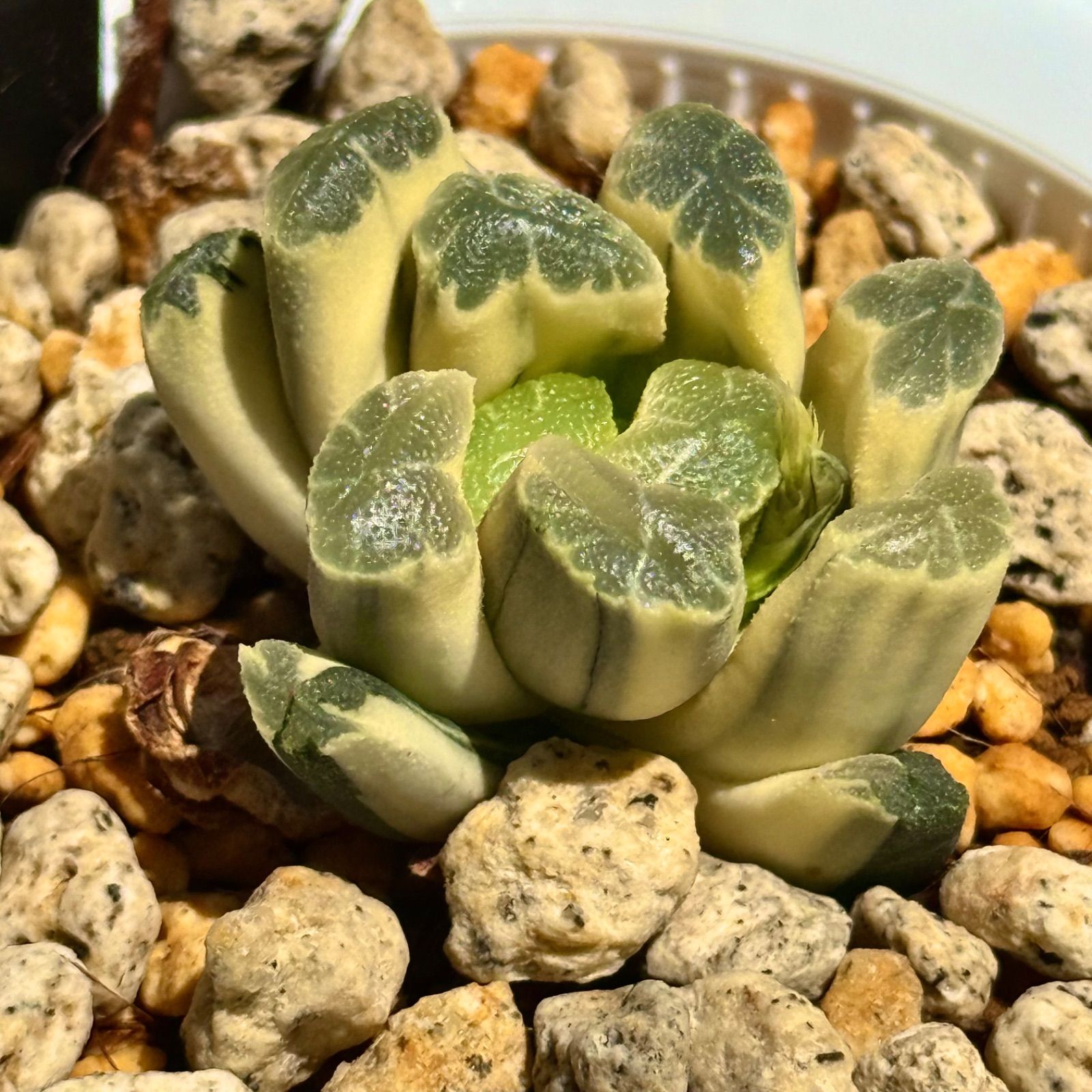 清 万象錦