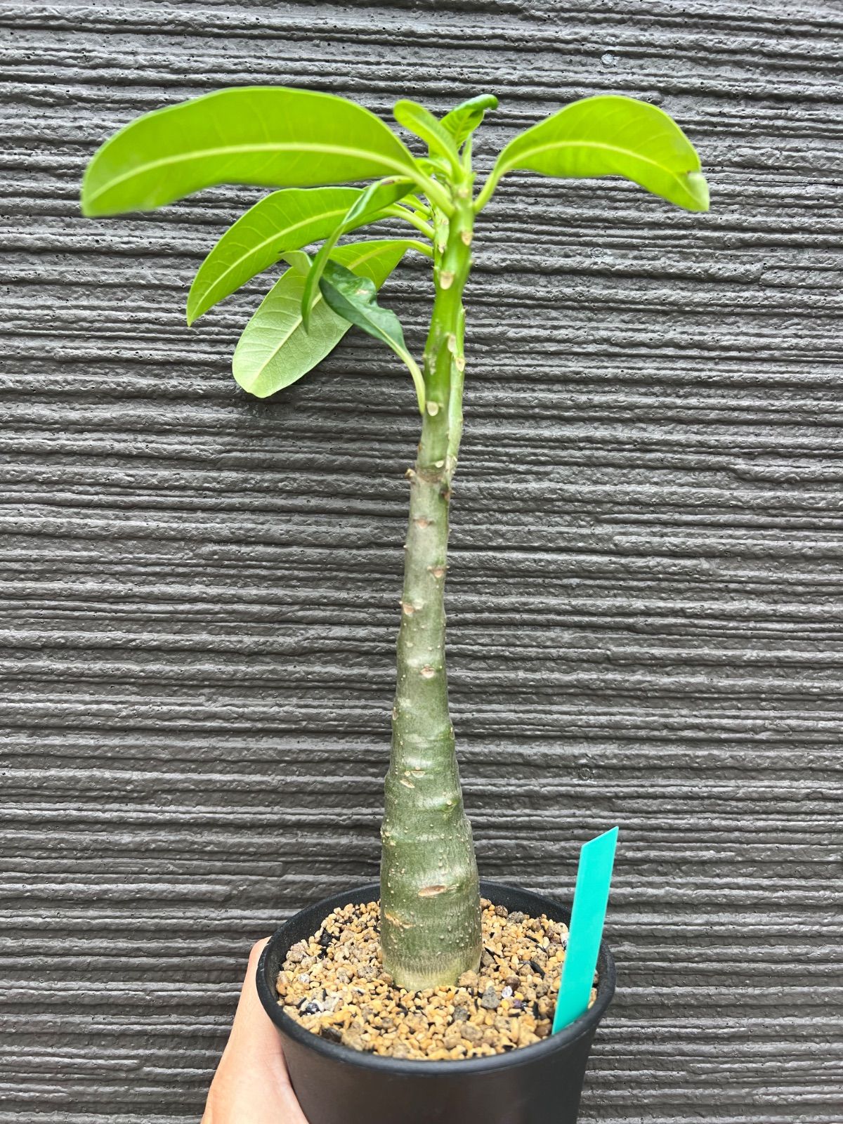 パキポディウム デカリー Pachypodium decaryi 国内実生苗