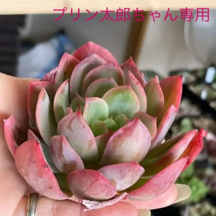 多肉植物 マデウスなど♡プリン太郎ちゃん専用