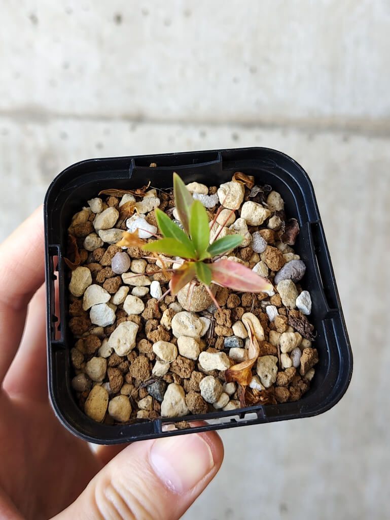 現品限り】フォークイエリア・プルプシー【V7】 Fouquieria purpusii