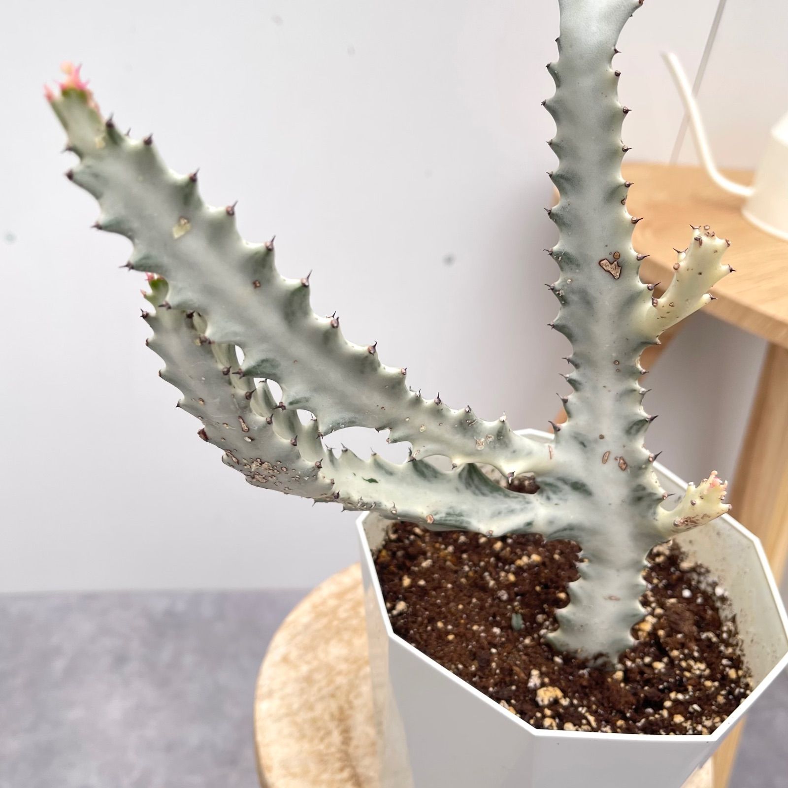 C6048×105 ハンブルク 土付き 肉厚 多肉植物 アエオニウム エケベリア