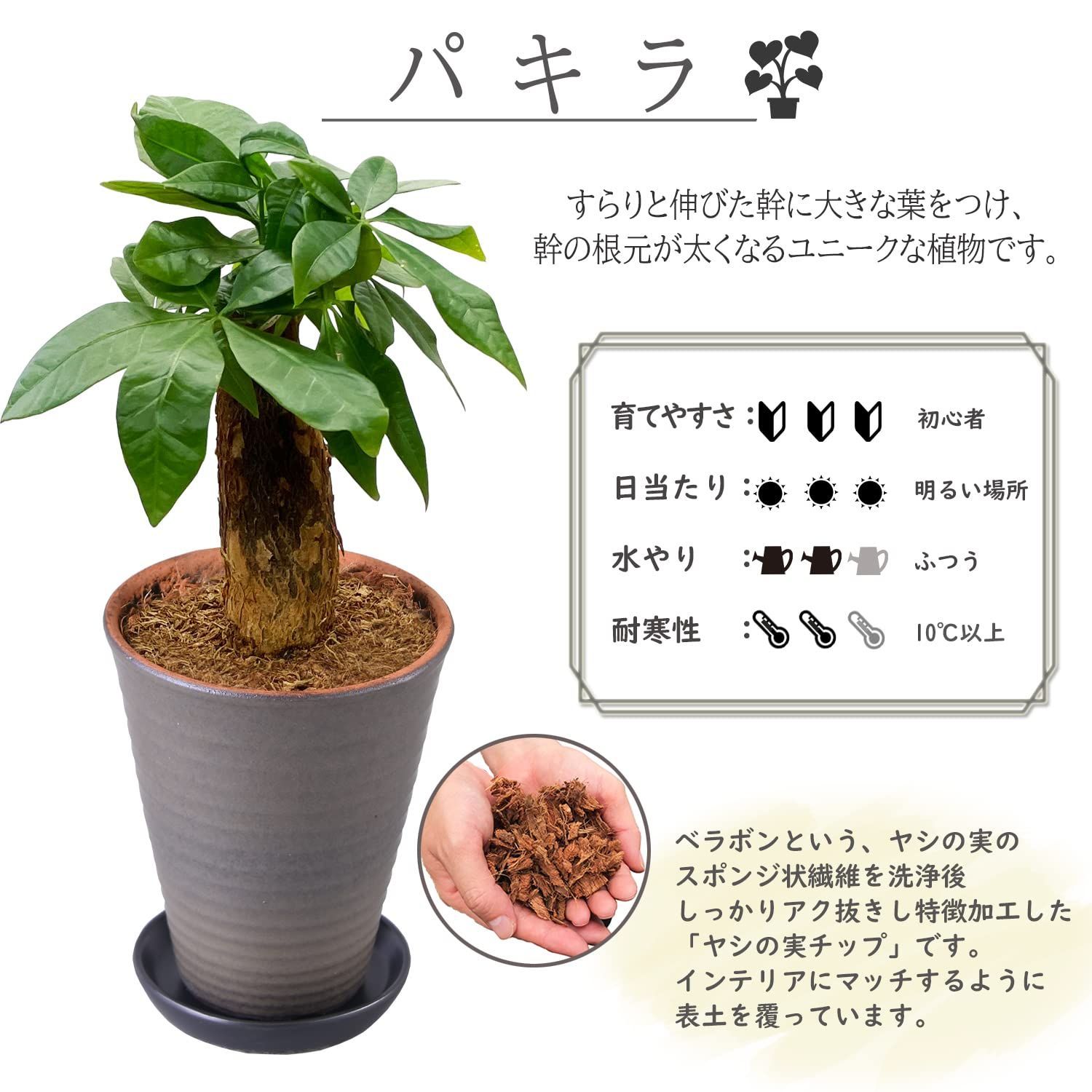 観葉植物 本物