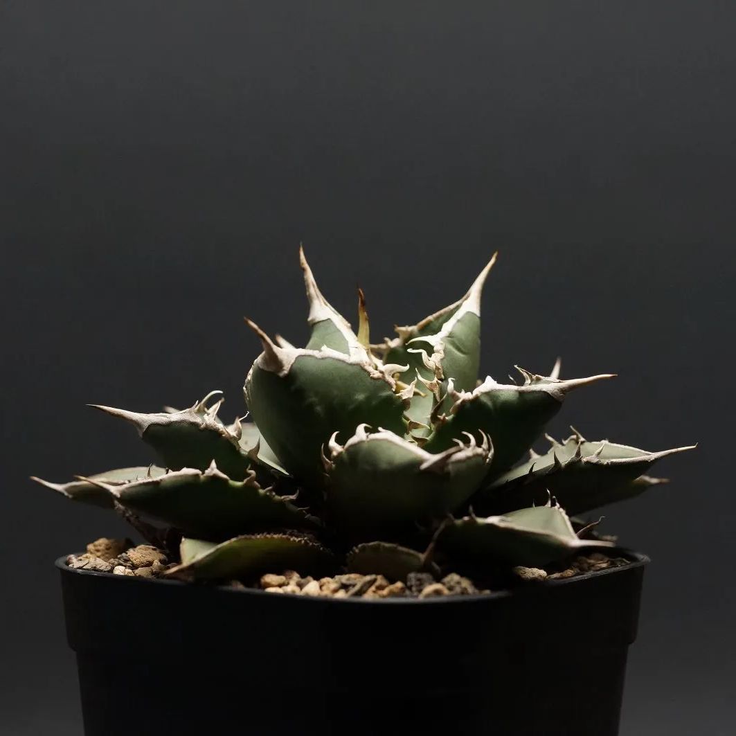 29#多肉植物アエオニウム❤️ハロウィン❤️海王锦❤️4頭12cm拨き苗 日本花キ流通 多肉植物 caアエオニウム ハロウィン錦