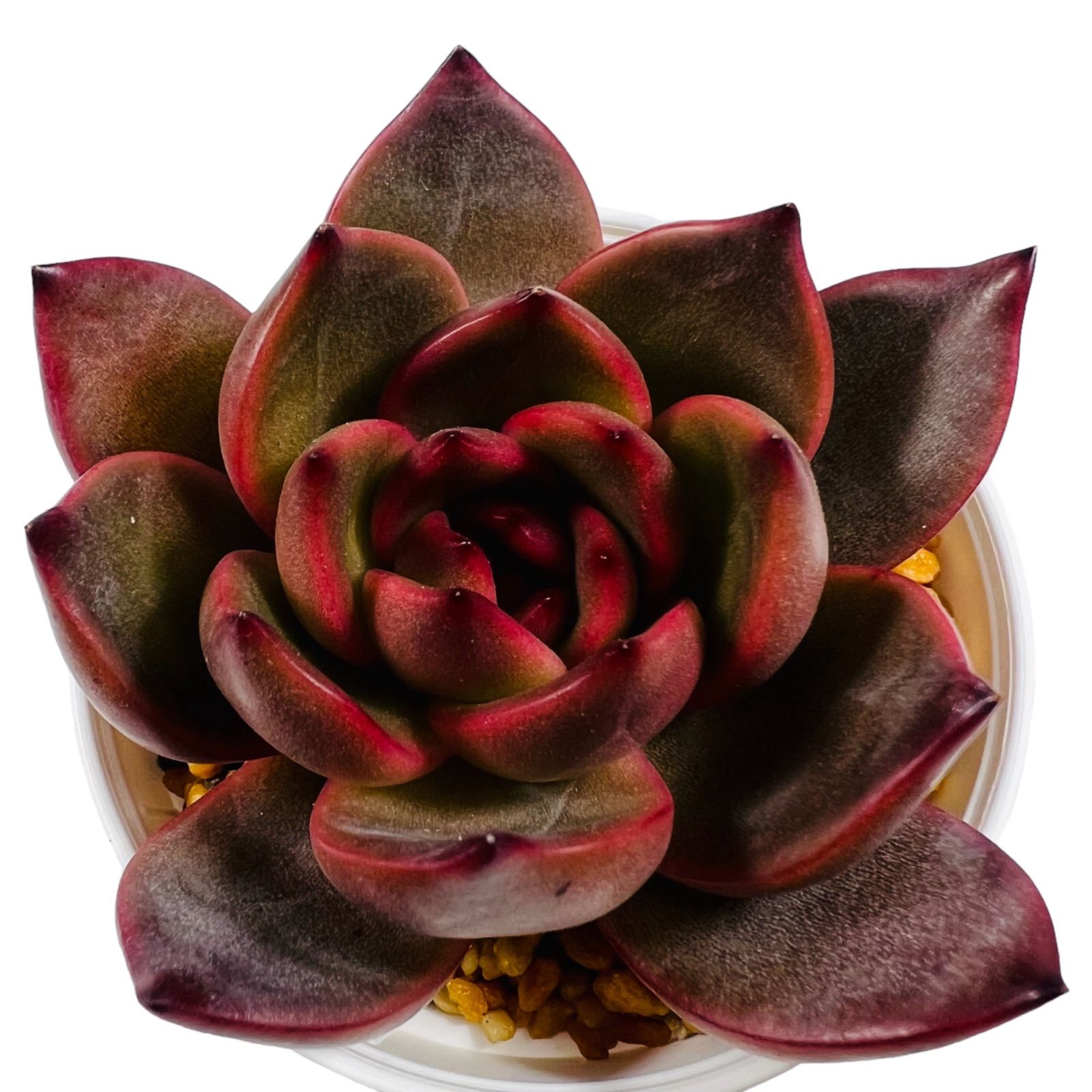 【新作】エケべリア　韓国苗　ブラックチェリー 大苗　多肉植物 新品種〉韓国苗 エケベリア クイーンズバック 多肉植物 - メルカリ