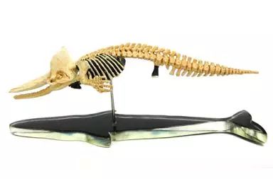 科博所蔵品再現モデル マッコウクジラ全身骨格 フィギュア 海洋