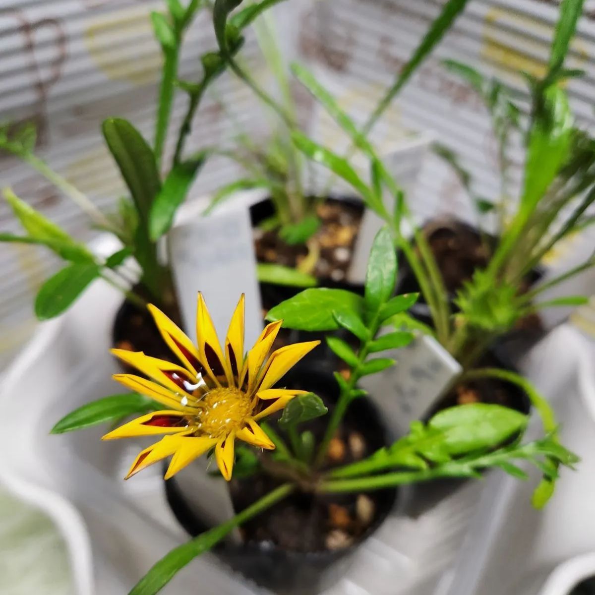 ガザニア 6種類 苗+おまけ - メルカリ