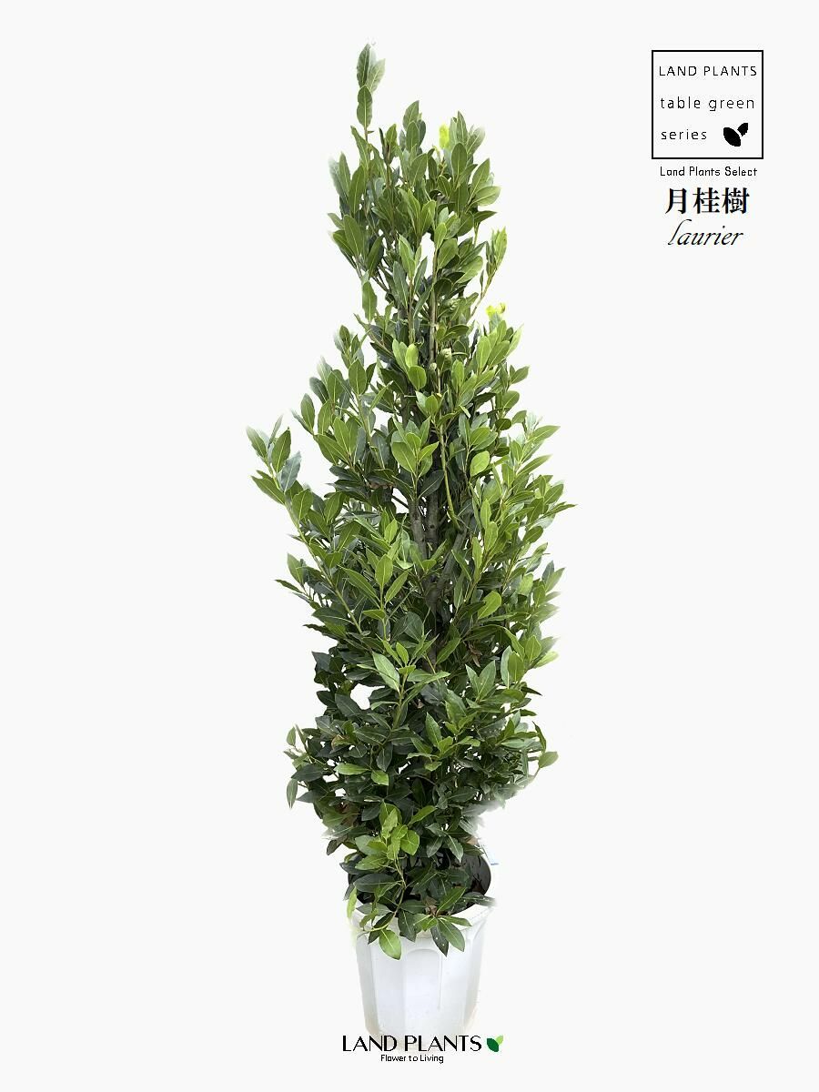 香り月桂樹（ローレル） 香り月桂樹(ローリエ) 3.5号(1ポット) 家庭