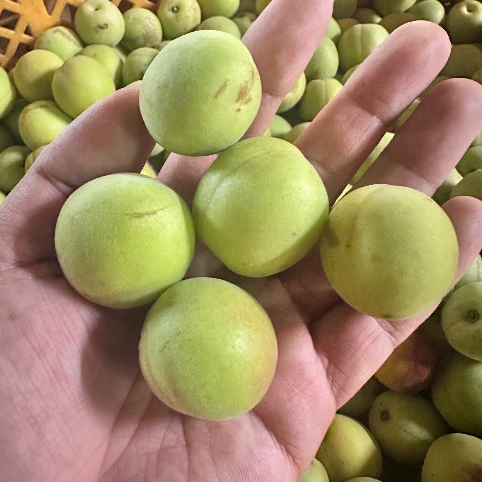 02.常温便【幻の梅】山形県寒河江市産 谷沢梅 箱抜き 10kg 中熟 青梅 常温発送10kg 規格外【幻の梅】山形県寒河江市産 谷沢梅 箱抜き