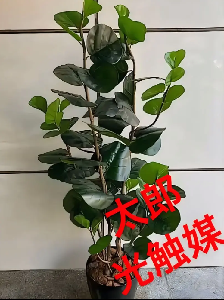 光触媒 人工観葉植物 ウォールグリーン フェイクグリーン フィカス