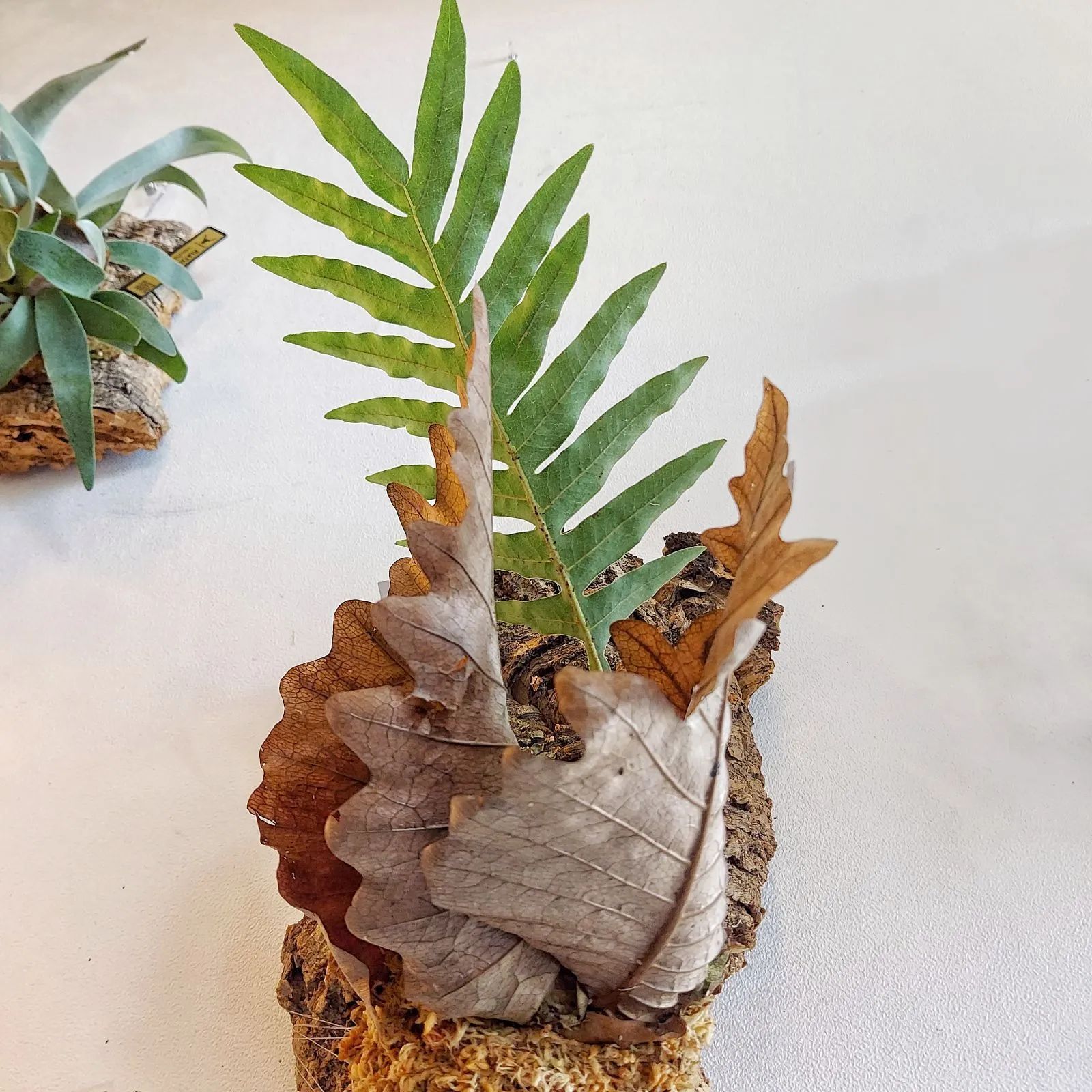 ドリナリア・クエルシフォリア シダ 着生植物 コルク板付け インテリア