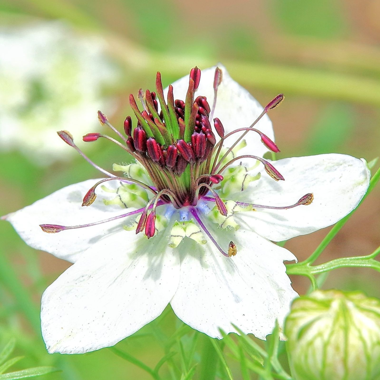 ニゲラの花色ミックスの種30粒 - 花