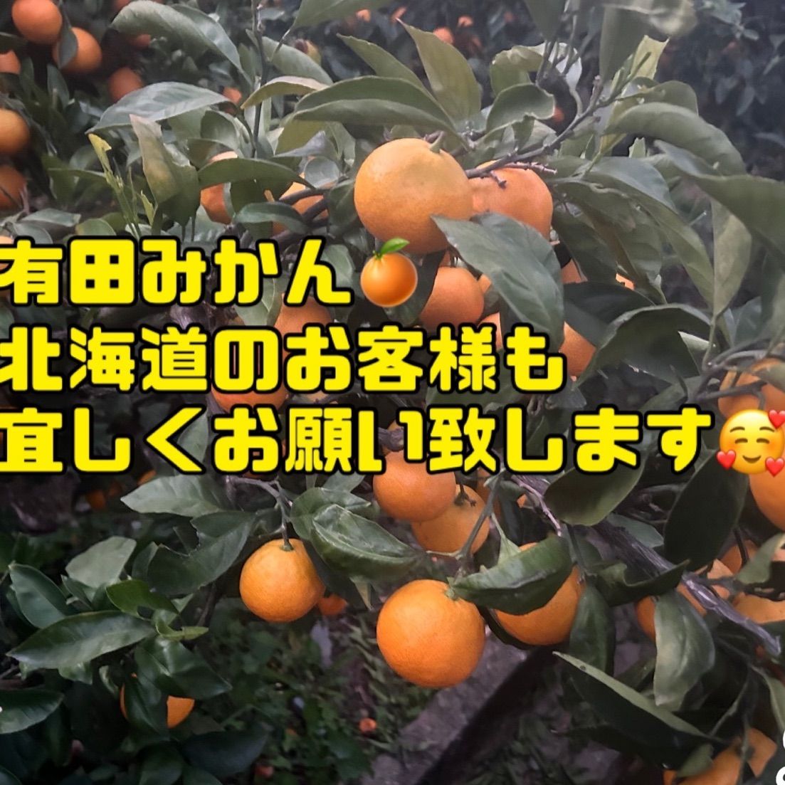 限定20箱　小つぶちゃん　有田みかん🍊2kgＢ級品　3S～2S　 味はA級品！！