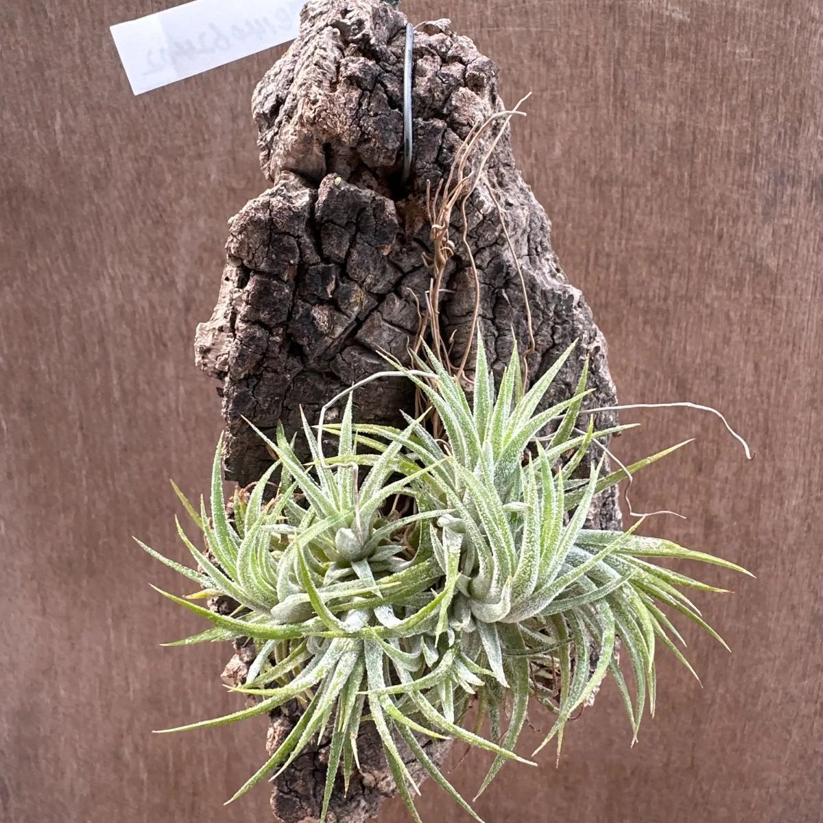 SY様専用】チランジア イオナンタ5種セット 小さめの子株＊チランジア