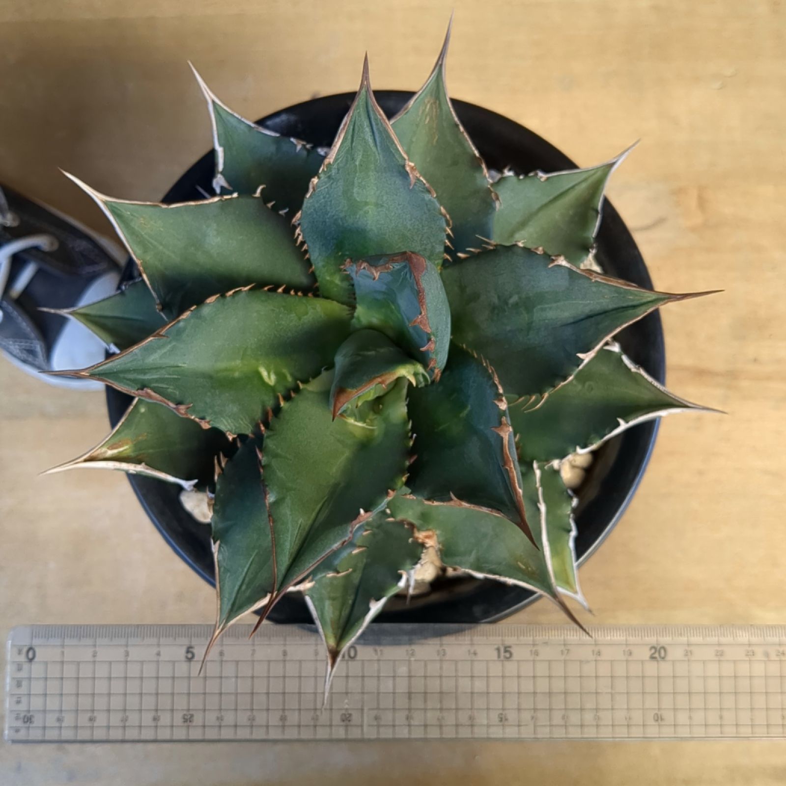 アガベ チタノタ ノーネーム（親株小株付） アガベ チタノタ 子株