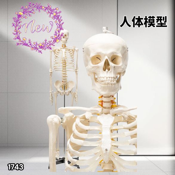 1743 全身 人体 模型 170cm 神経根有り 全身 骨格 標本 骸骨