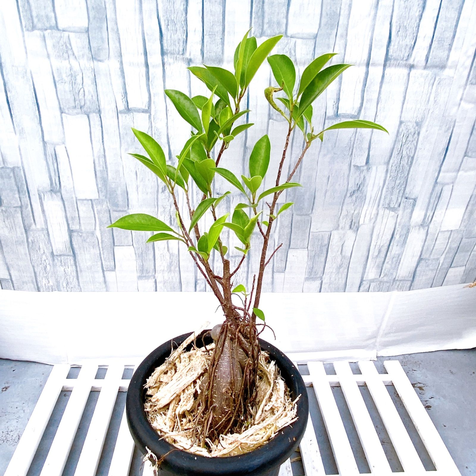 奄美大島産「ガジュマルの木」6号鉢】 空間を癒すグリーン☆ 南国の