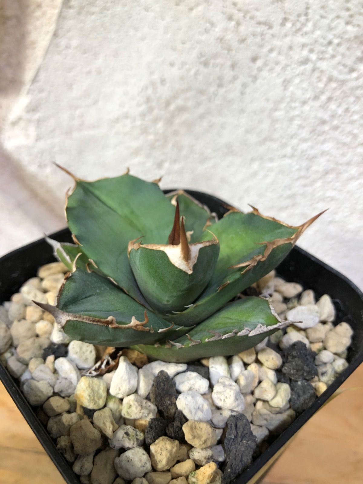 怪奇植物Hoya polyneura albomarginata サクララン