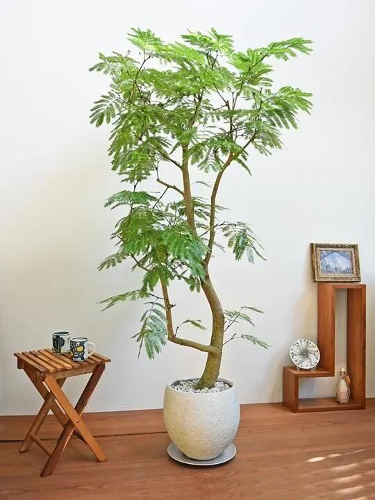 エバーフレッシュ 大型 極太幹 曲がり樹形 観葉植物 カッシーナ