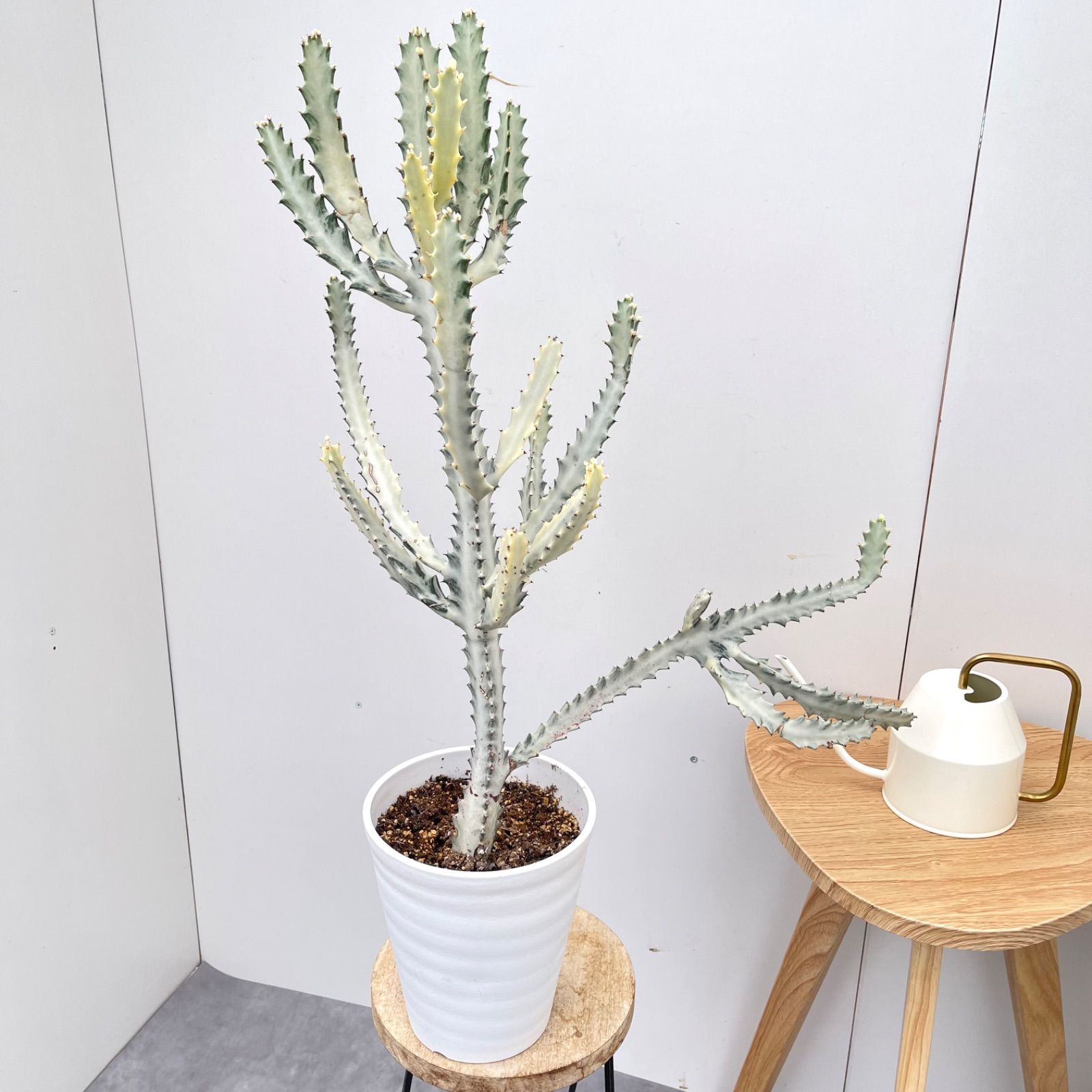 ［現品］【希少】2番　ユーフォルビア　ホワイトゴースト　7号　観葉植物　レア 現品］【希少】2番 ユーフォルビア ホワイトゴースト 7号 観葉