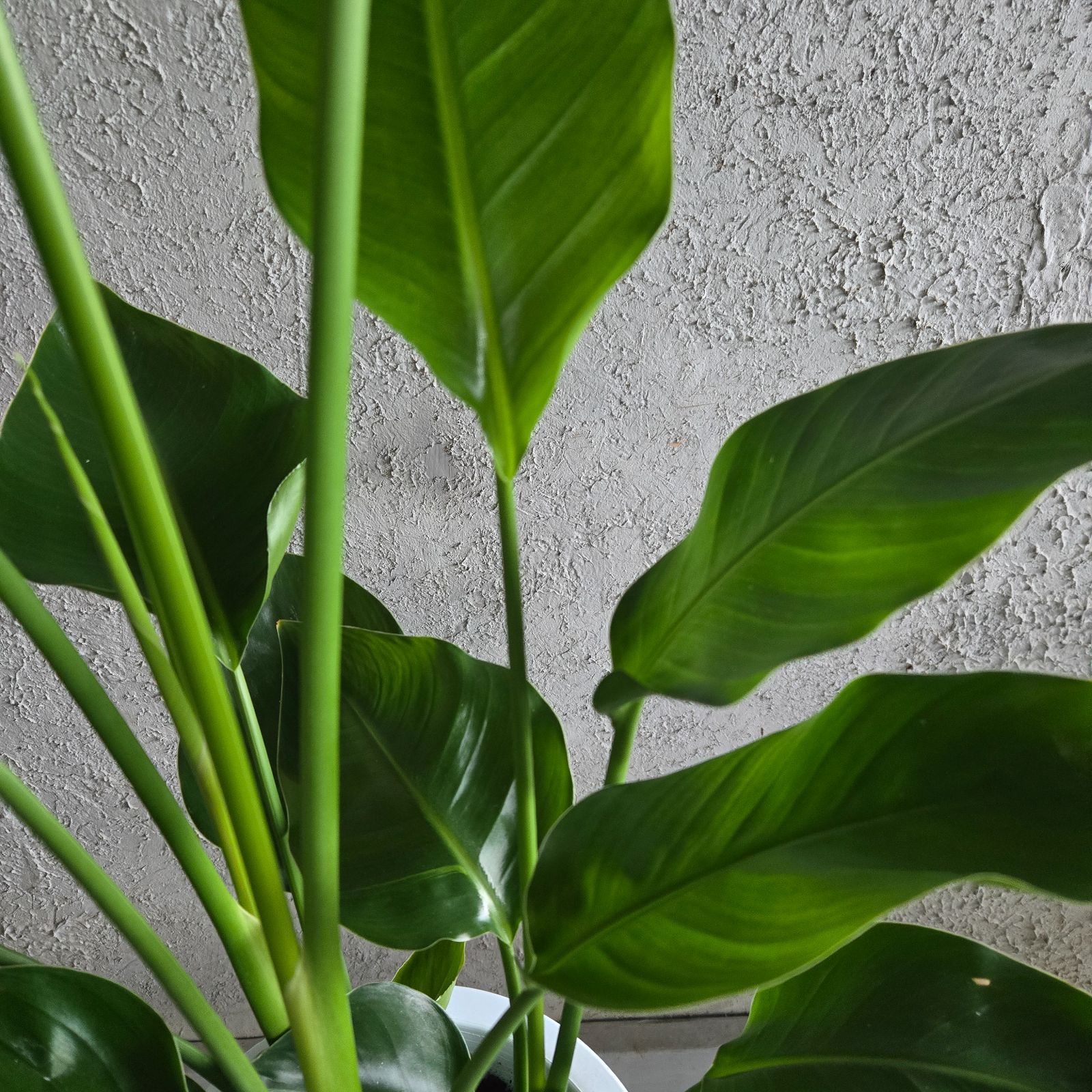 観葉植物 ① ストレリチア オーガスタ8号特大苗木最高等級極上品‼️