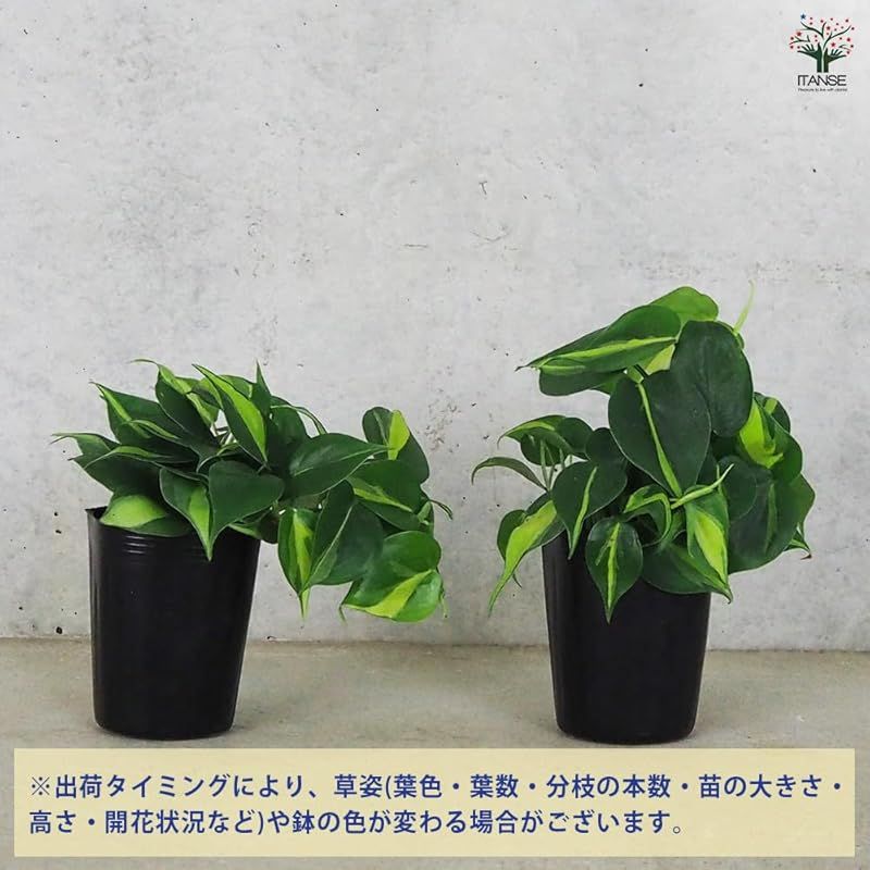 縦に入ったカラフルな斑が魅力