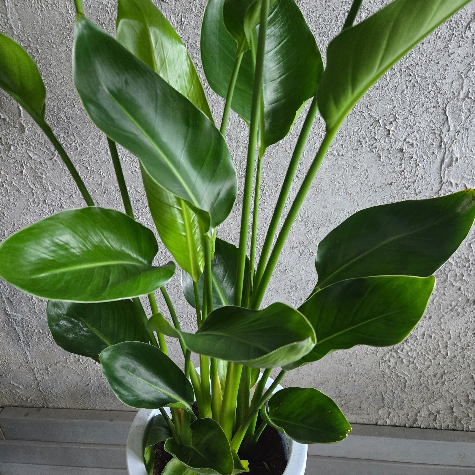 ⑪ ストレリチアオーガスタ 8号 特大苗木最高等級極上品‼️ ②