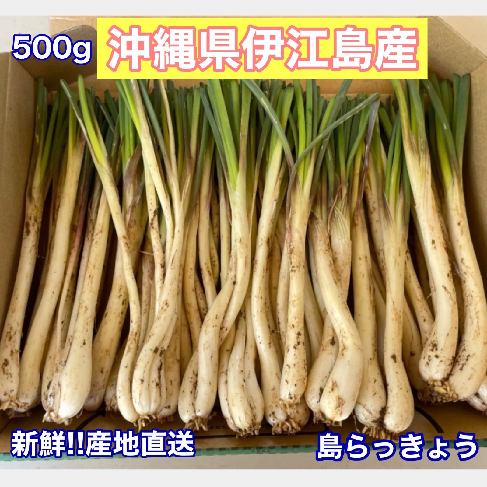 未使用品 伊江島産 島らっきょう5.5キロ 農家直送 食品