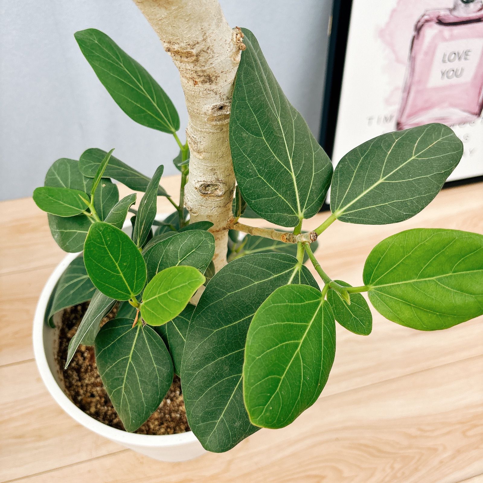 現品］98番 フィカス ベンガレンシス 曲がり 8号 観葉植物 室内 大型