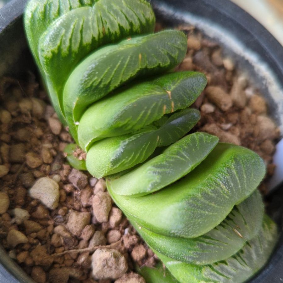 多肉植物ハオルチア グリーン王扇 抜き苗 - メルカリ