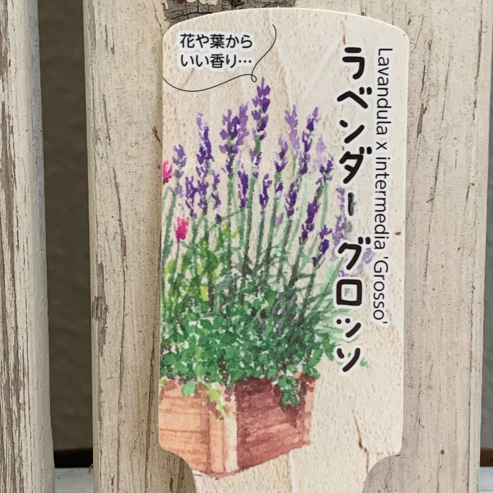 19.　ラベンダー・グロッソ　抜き苗２本セット ラベンダー（グロッソ）3.5号 2苗・3苗セット – 7plants