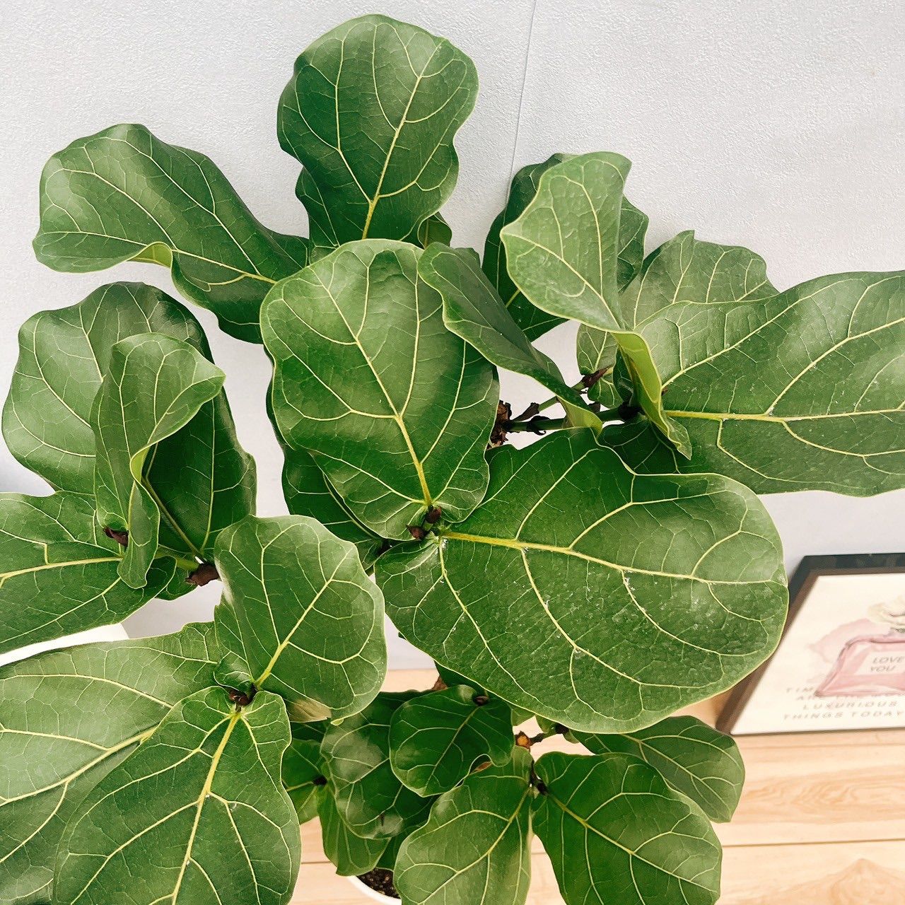 現品］5番 カシワバゴムの木 フィカス リラータ ストレート 8号 大型