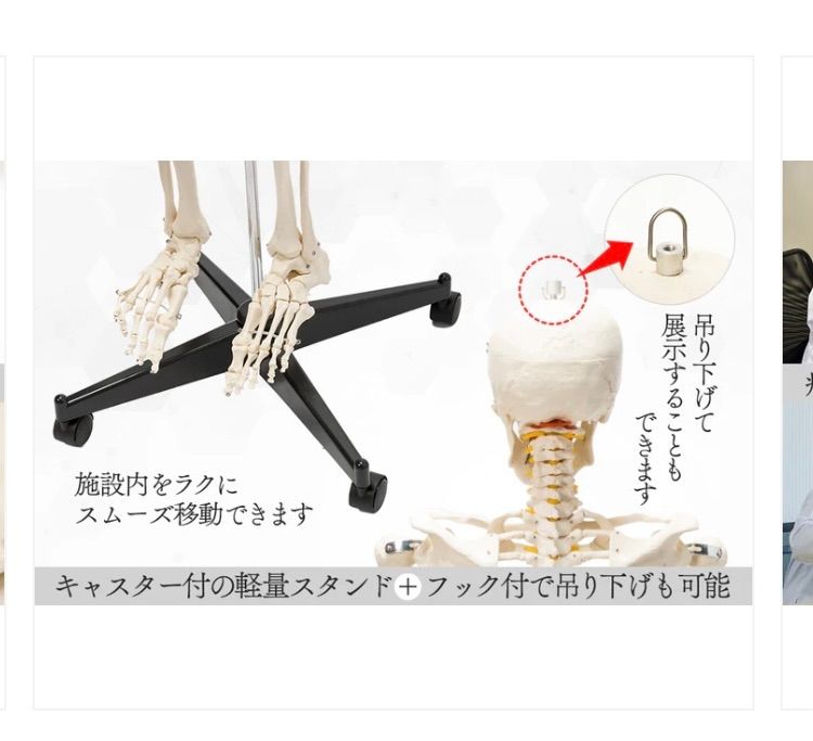 1743 等身大 人体模型 170cm 神経根有り 全身骨格模型 人骨模型 全身模型