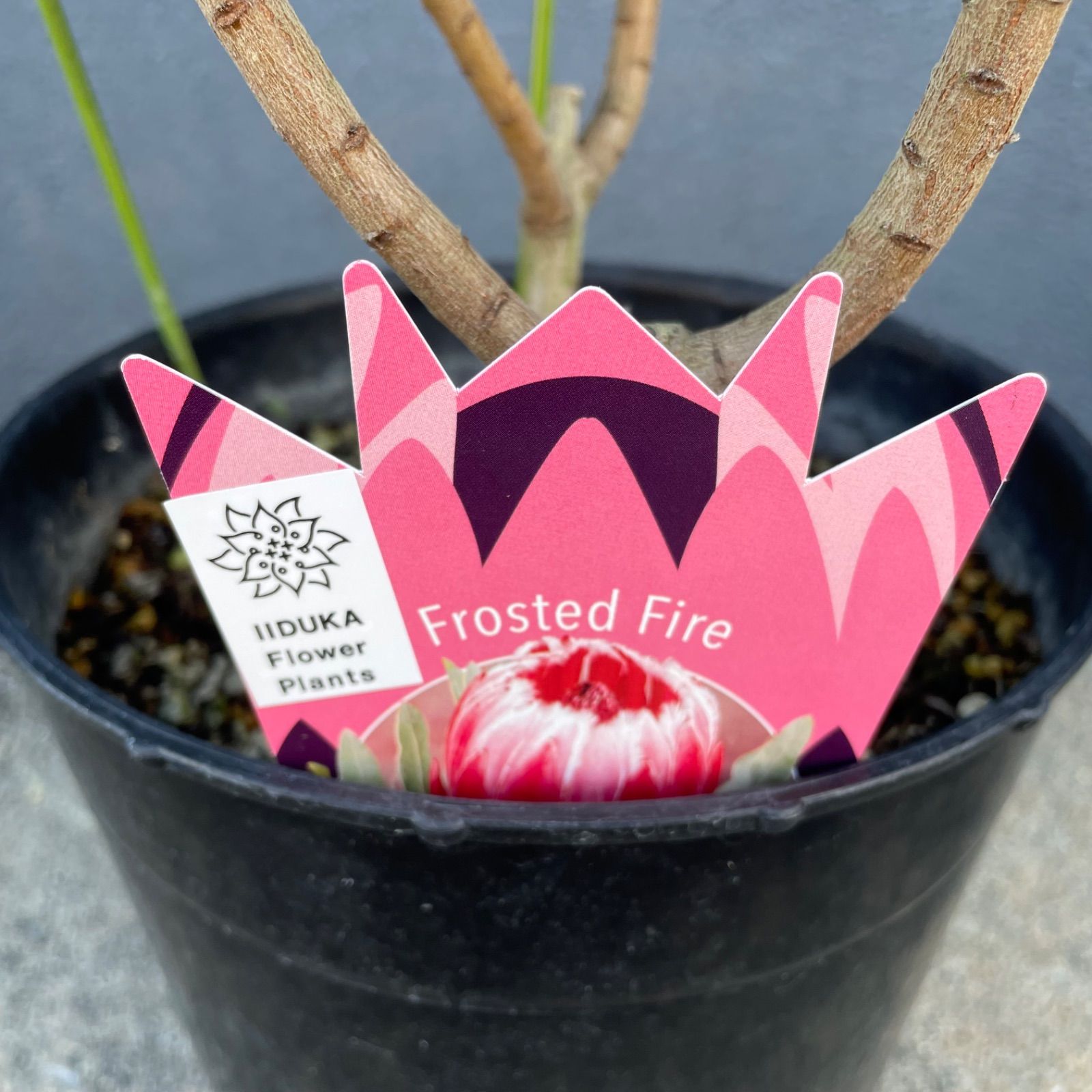 プロテア フロステッドファイヤー　7号　オージープランツ　苗　観葉 プロテア：フロステッドファイヤー 7号鉢植え25-02 の通販