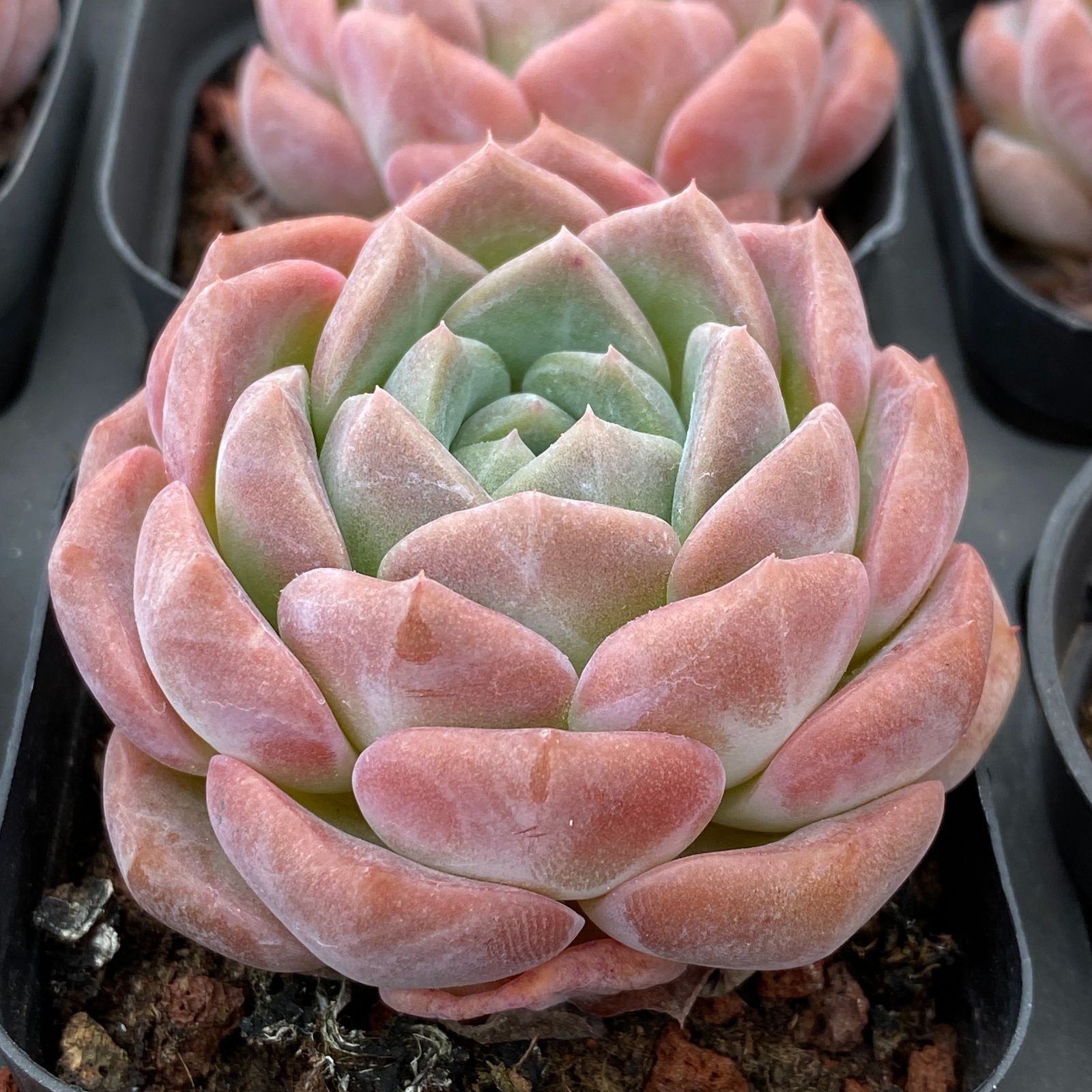 男*屋様 D679　ヘレー　抜き苗　30株　多肉植物 エケベリア 韓国苗 サボテ 抜き苗 テスラ MY178×40株 ふっくら 多肉植物 エケベリア