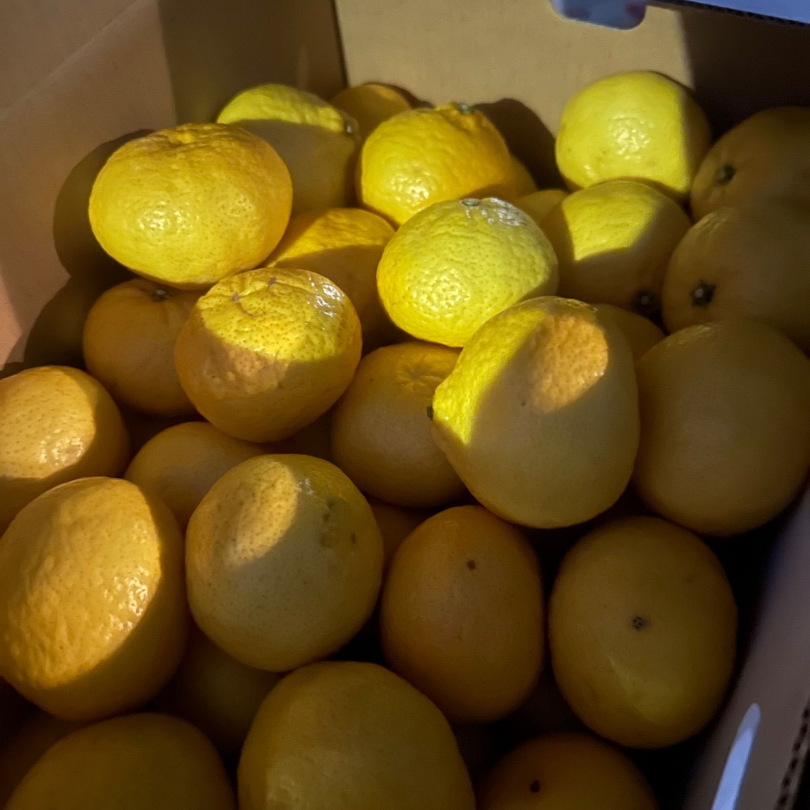 水嶋一純様 山梨県産 白加賀梅 青梅 20kg 今月下旬頃から