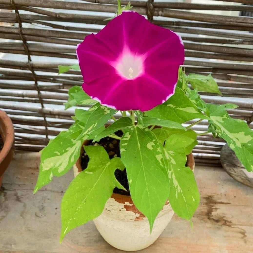 お花の種】つるなし朝顔☆カラフルミックス 種子 約10粒！ - メルカリ